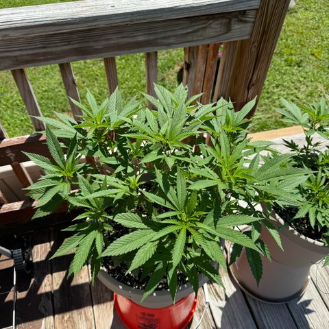 Lung Buster growlog timeline photo