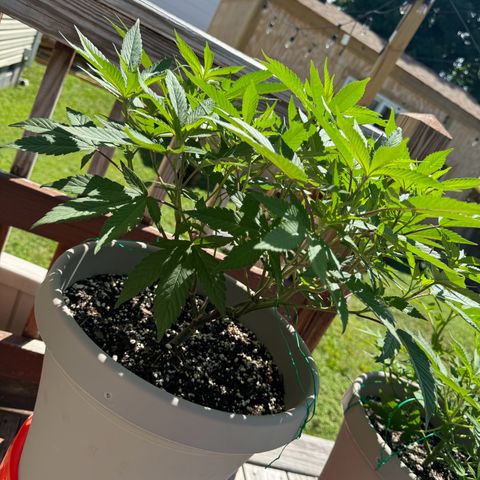 Lung Buster growlog timeline photo