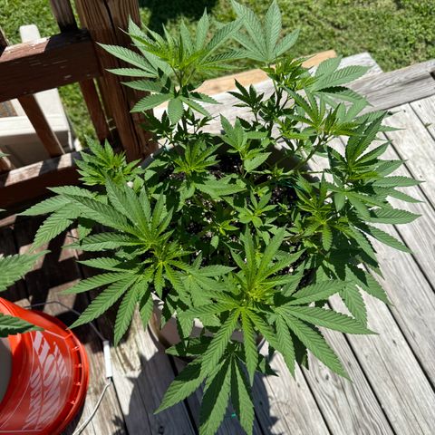 Lung Buster growlog timeline photo