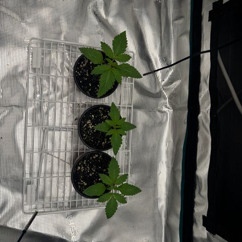 Mango Kush growlog timeline photo