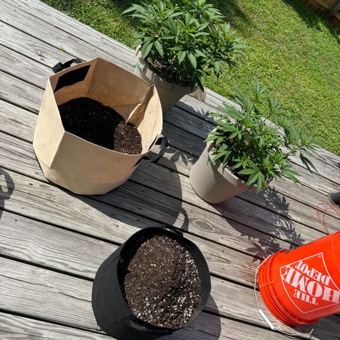 Lung Buster growlog timeline photo