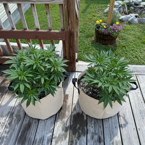 Lung Buster growlog timeline photo