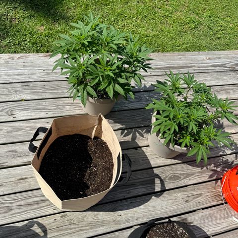 Lung Buster growlog timeline photo