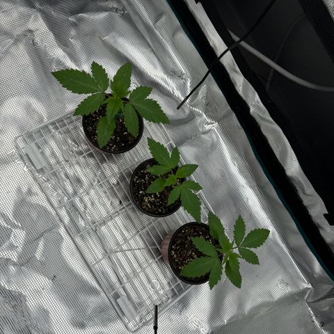 Mango Kush growlog timeline photo