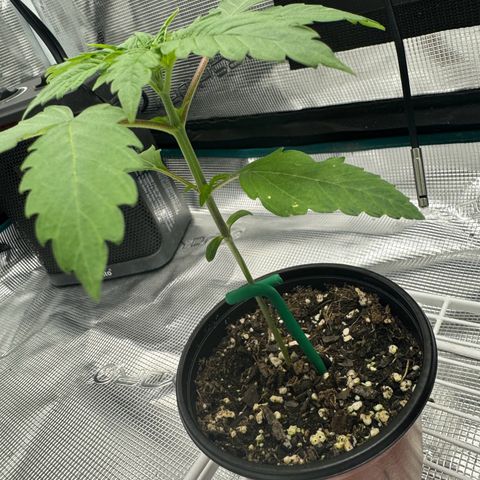 Mango Kush growlog timeline photo