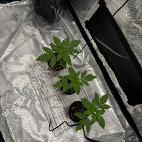 Mango Kush growlog timeline photo