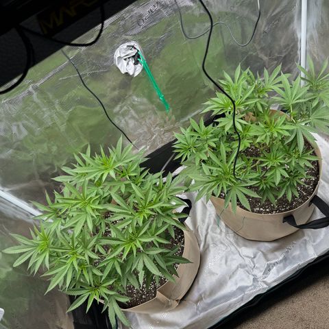 Lung Buster growlog timeline photo