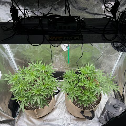 Lung Buster growlog timeline photo
