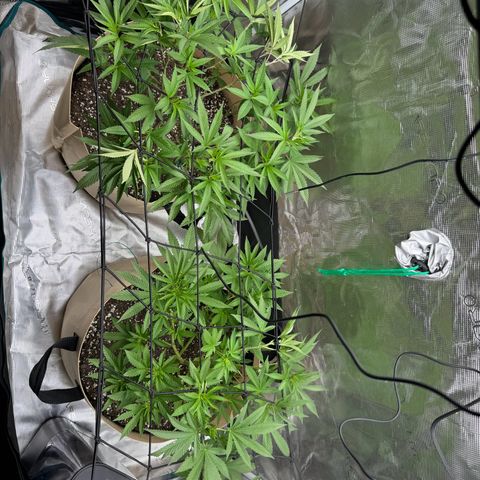 Lung Buster growlog timeline photo