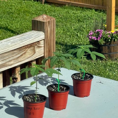 Mango Kush growlog timeline photo