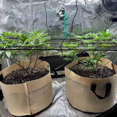 Lung Buster growlog timeline photo