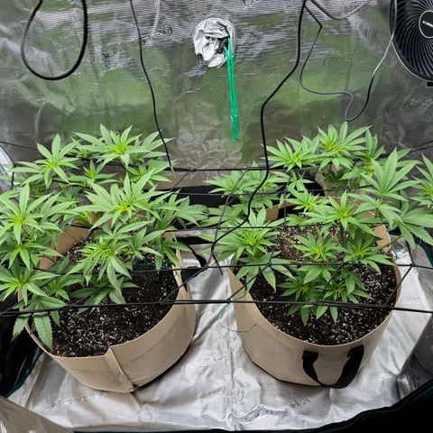 Lung Buster growlog timeline photo