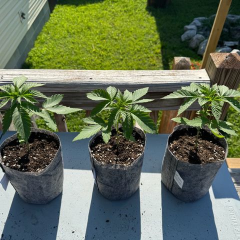 Mango Kush growlog timeline photo