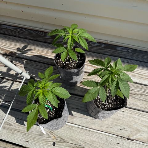 Mango Kush growlog timeline photo