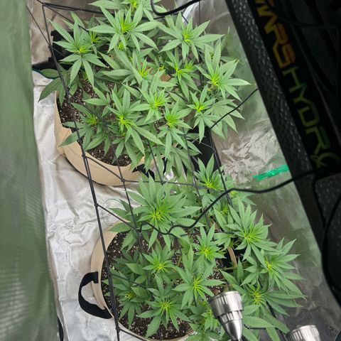 Lung Buster growlog timeline photo
