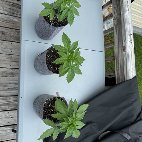 Mango Kush growlog timeline photo