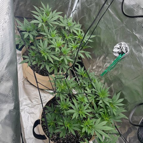 Lung Buster growlog timeline photo