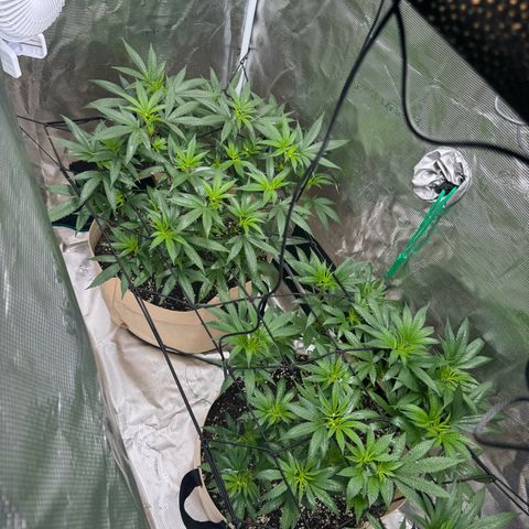 Lung Buster growlog timeline photo