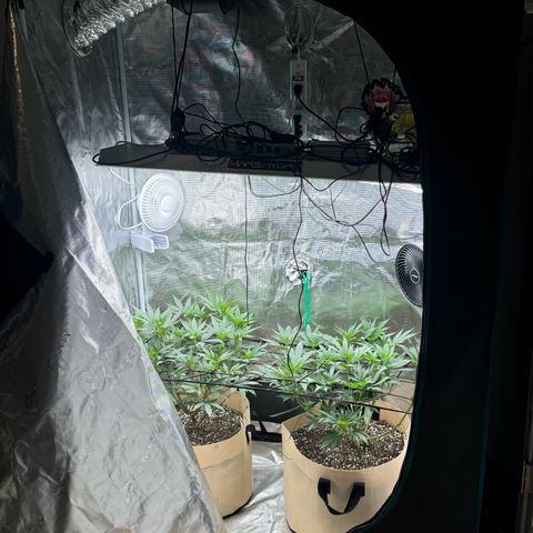 Lung Buster growlog photo: Pre Flower Stretch 