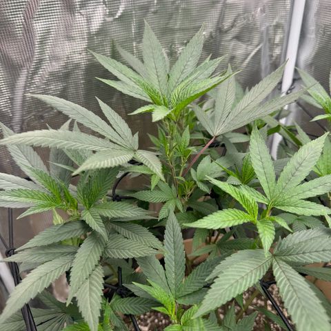 Lung Buster growlog photo: Pre Flower Stretch 