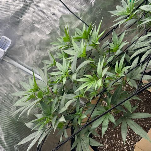 Lung Buster growlog photo: Pre Flower Stretch 