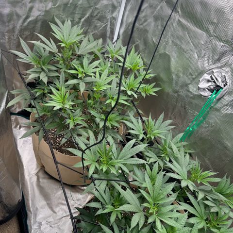 Lung Buster growlog photo: Pre Flower Stretch 