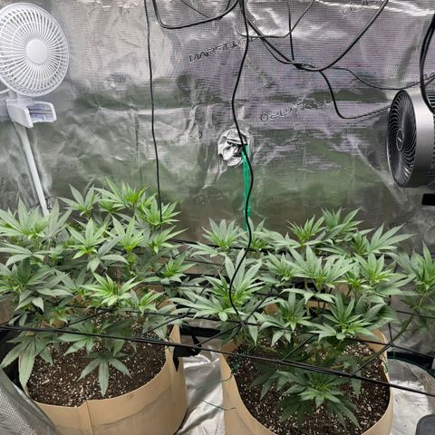 Lung Buster growlog photo: Pre Flower Stretch 