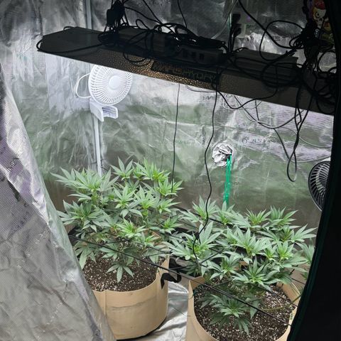 Lung Buster growlog photo: Pre Flower Stretch 