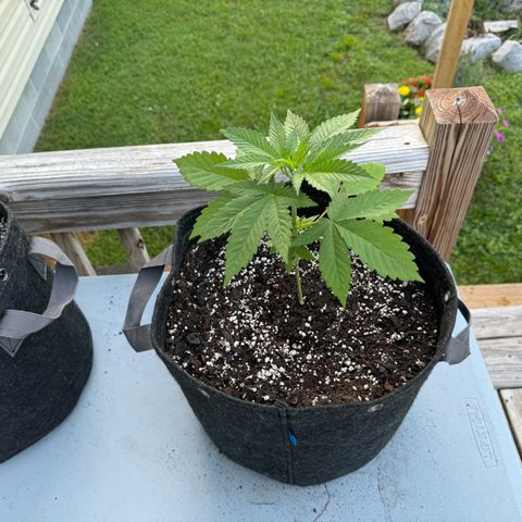 Mango Kush growlog photo: 5g pots 