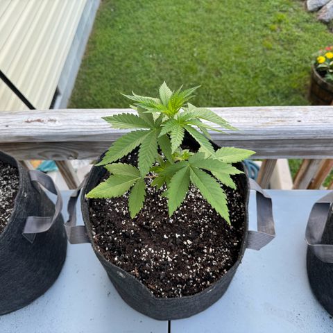 Mango Kush growlog photo: 5g pots 