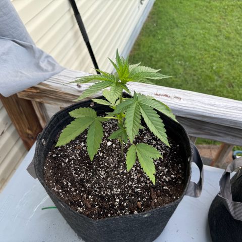 Mango Kush growlog photo: 5g pots 