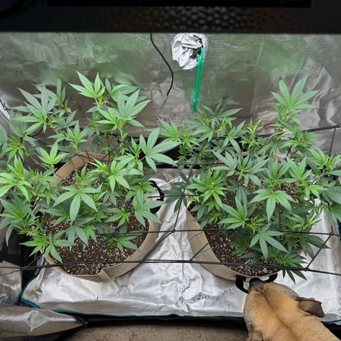 Lung Buster growlog photo: Defoliantion 