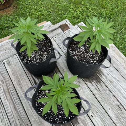 Mango Kush growlog timeline photo