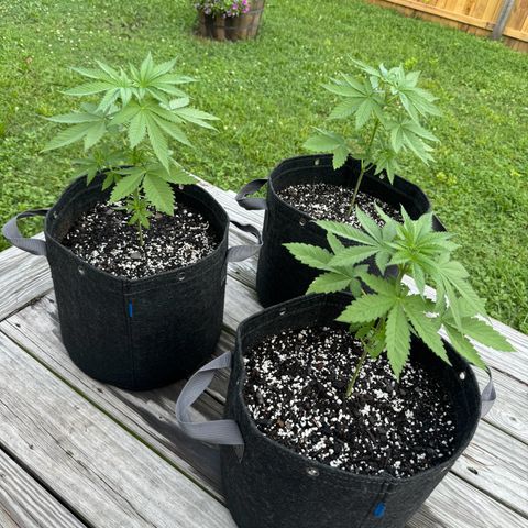Mango Kush growlog timeline photo