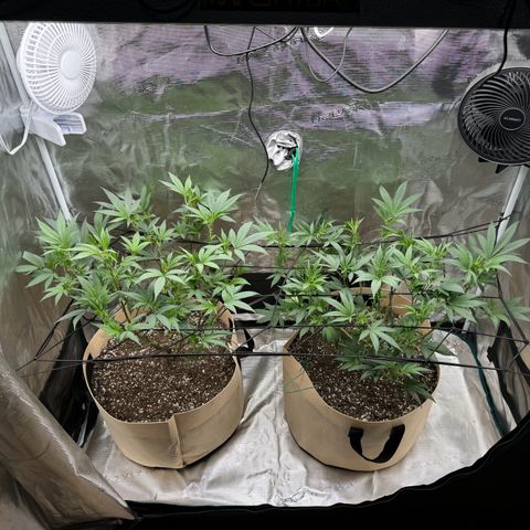 Lung Buster growlog timeline photo