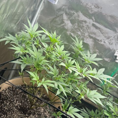 Lung Buster growlog timeline photo