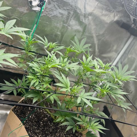 Lung Buster growlog timeline photo