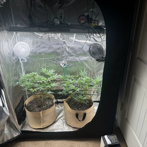 Lung Buster growlog timeline photo