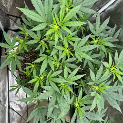 Lung Buster growlog timeline photo