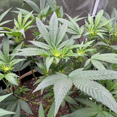 Lung Buster growlog timeline photo