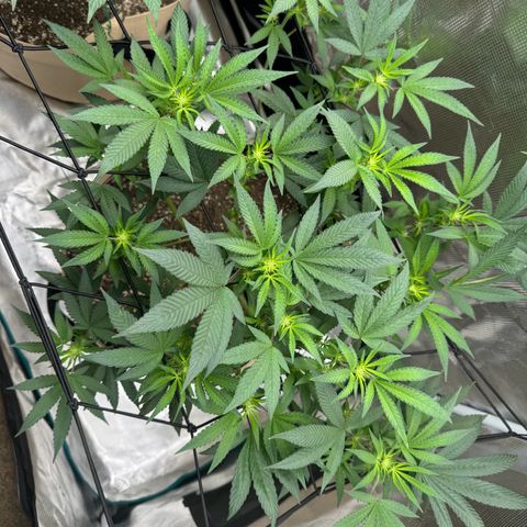 Lung Buster growlog timeline photo