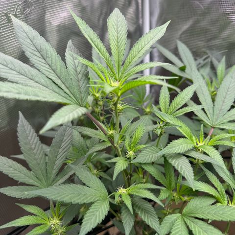 Lung Buster growlog timeline photo