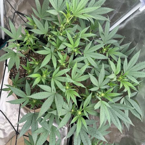 Lung Buster growlog timeline photo