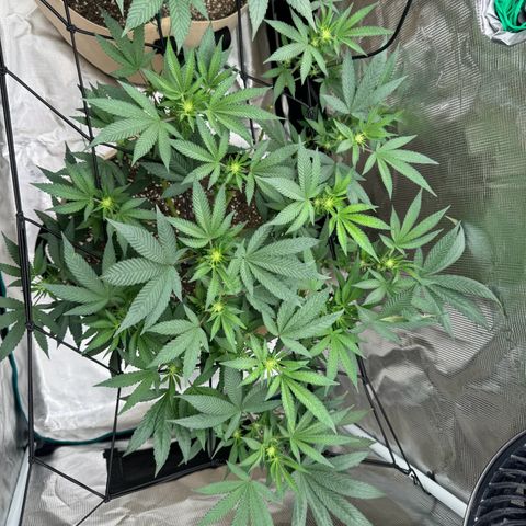 Lung Buster growlog timeline photo