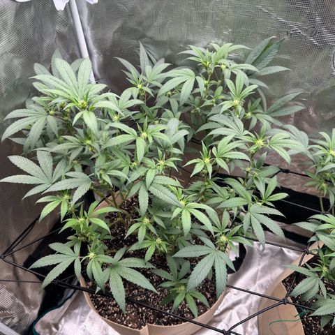 Lung Buster growlog timeline photo