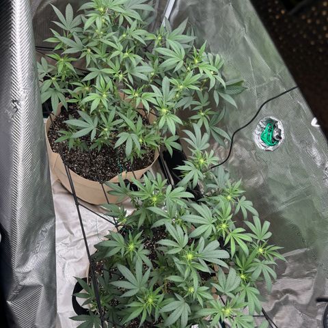 Lung Buster growlog timeline photo
