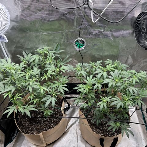Lung Buster growlog timeline photo