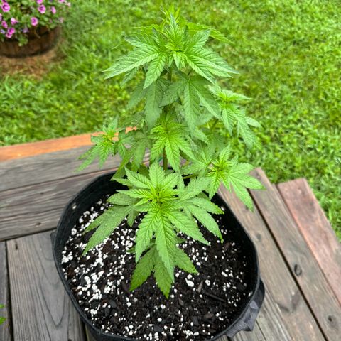 Mango Kush growlog timeline photo