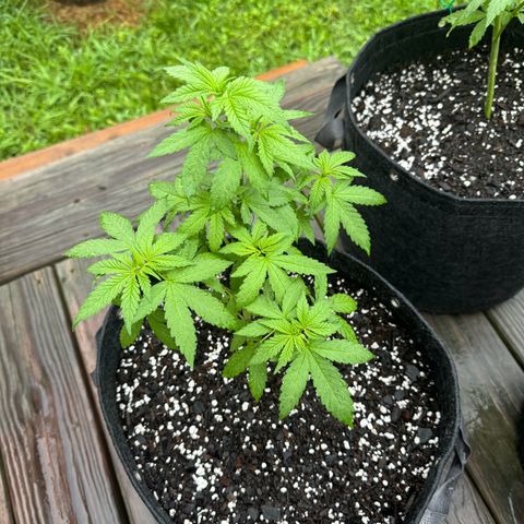 Mango Kush growlog timeline photo