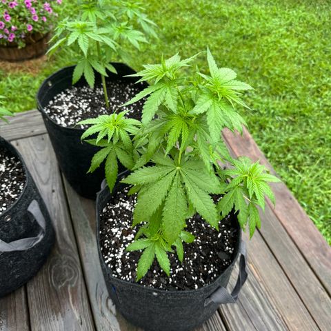 Mango Kush growlog timeline photo